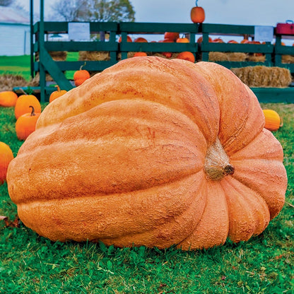 Dill's Atlantic Giant Pumpkin Seeds