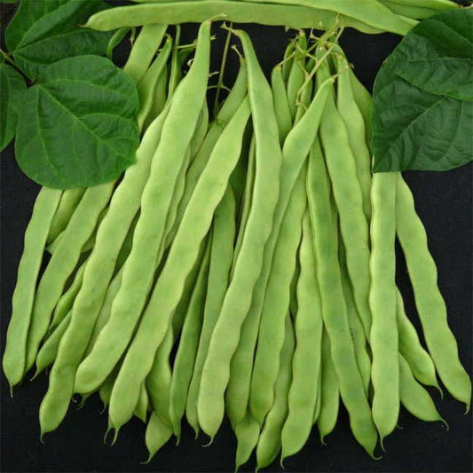 Algarve Garden Bean Seeds