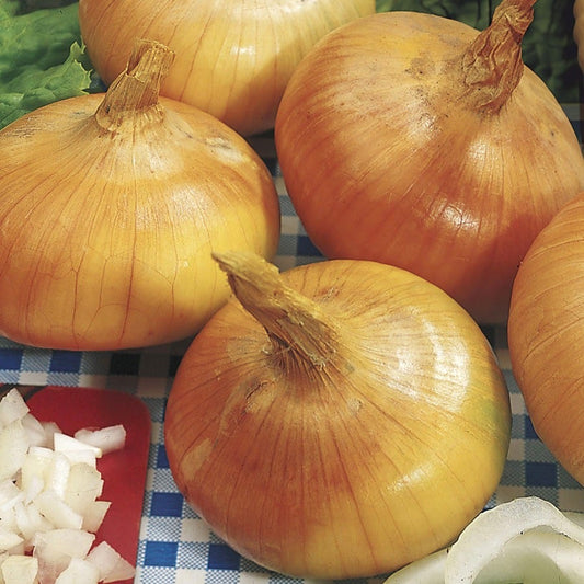 Walla Walla Sweet Onion Seeds