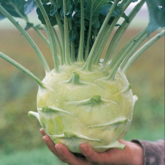 Kossak Hybrid Kohlrabi Seeds