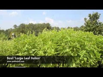 Large Leaf Italian Organic Basil Seeds