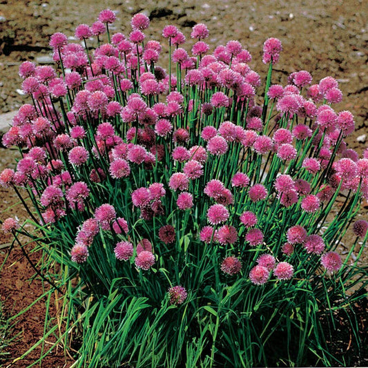 Organic Chives Seeds