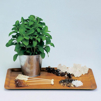 stevia sugar plant seeds Sugarleaf Organic Stevia Seeds – Park Seed