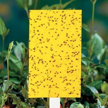 Yellow Sticky Insect Traps - Small
