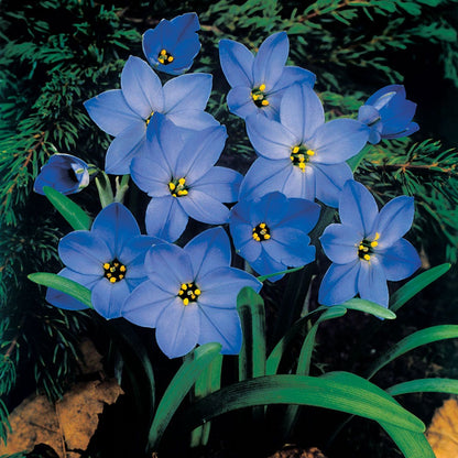 Starflower 'Jessie' Bulbs