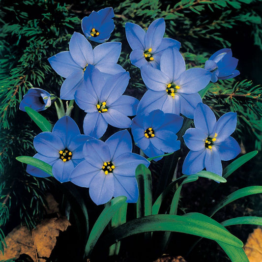 Starflower 'Jessie' Bulbs