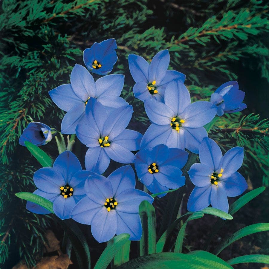 Starflower 'Jessie' Bulbs