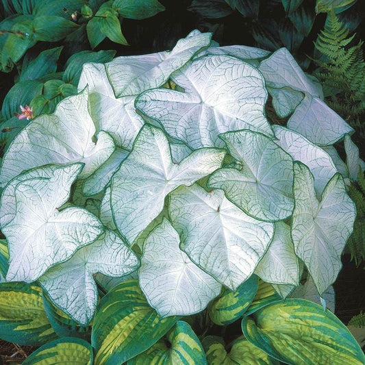 'Moonlight' Caladium Bulbs