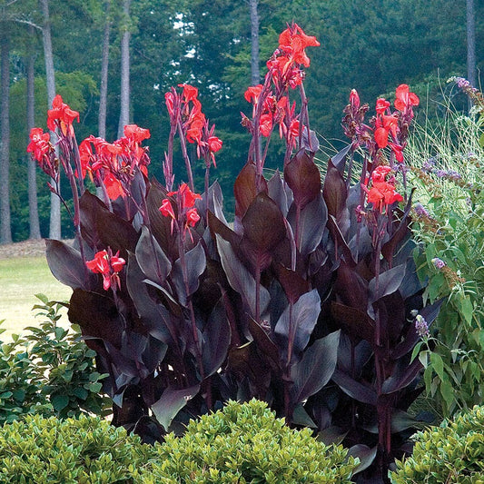 Canna 'Australia' Bulb