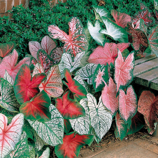 Mixed Fancy Leaf Caladium Bulbs
