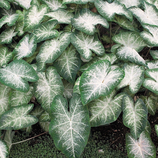 Caladium Aaron Bulbs