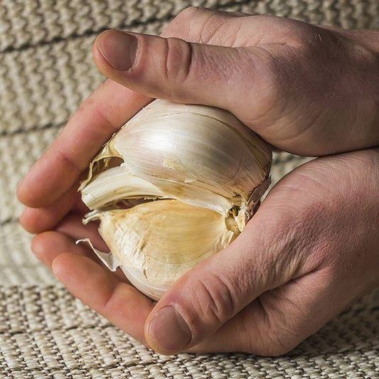 Elephant Garlic Bulb