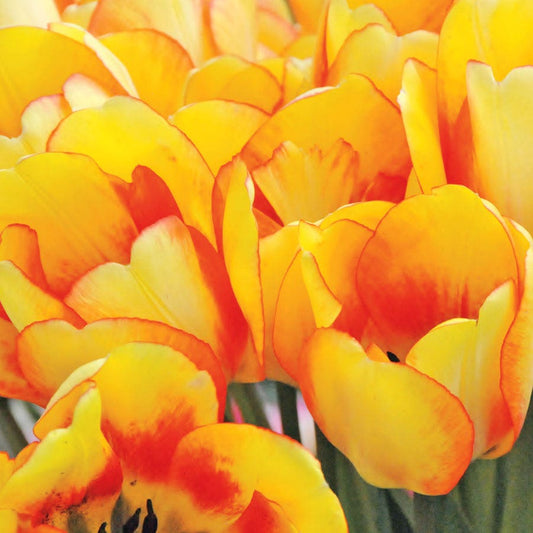 'Beauty of Spring' Tulip Bulbs