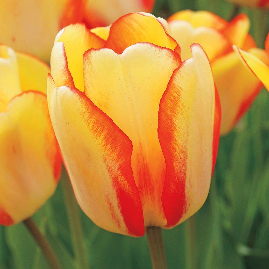 'Beauty of Spring' Tulip Bulbs