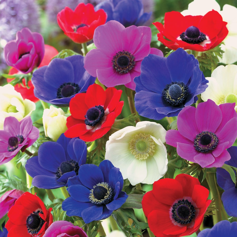 De Caen Poppy Anemone Bulb - Pack of 10