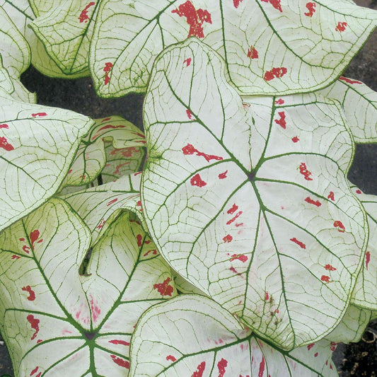 Caladium Strawberry Star Bulbs