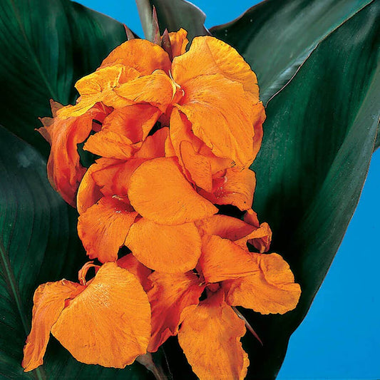 Canna 'Wyoming' Bulbs