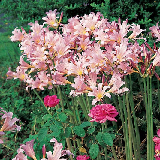 Magic Lily Bulb