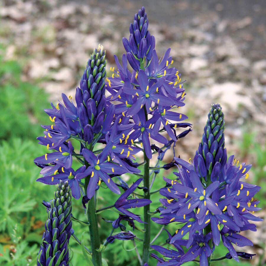 Camas Lily Bulbs