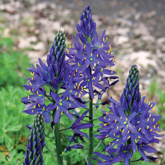 Camas Lily Bulbs