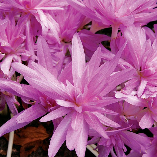 'Waterlily' Autumn Crocus (Colchicum) Bulb