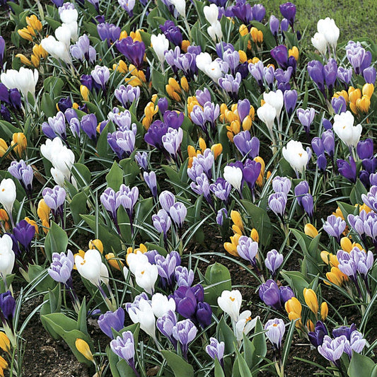 Large-Flowered Economy Mix Crocus Bulbs