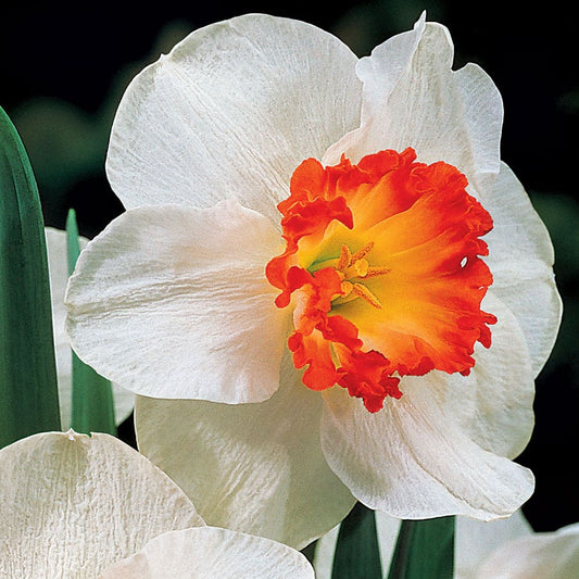 'Ring of Fire' Daffodil Bulbs