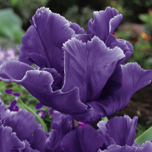 'Blue Parrot' Tulip Bulbs