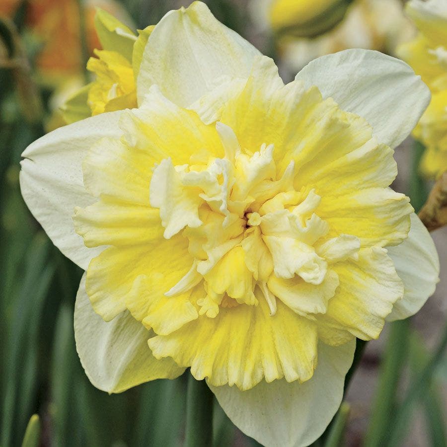 'Ice King' Daffodil Bulbs
