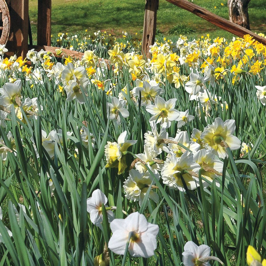 Daffodil Naturalizing Mix Bulbs | Pack of 20 – Park Seed