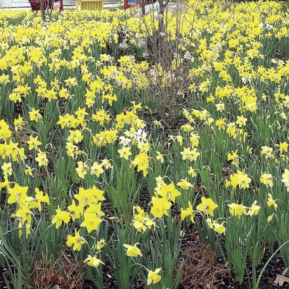 Naturalizing Mix Daffodil Bulbs