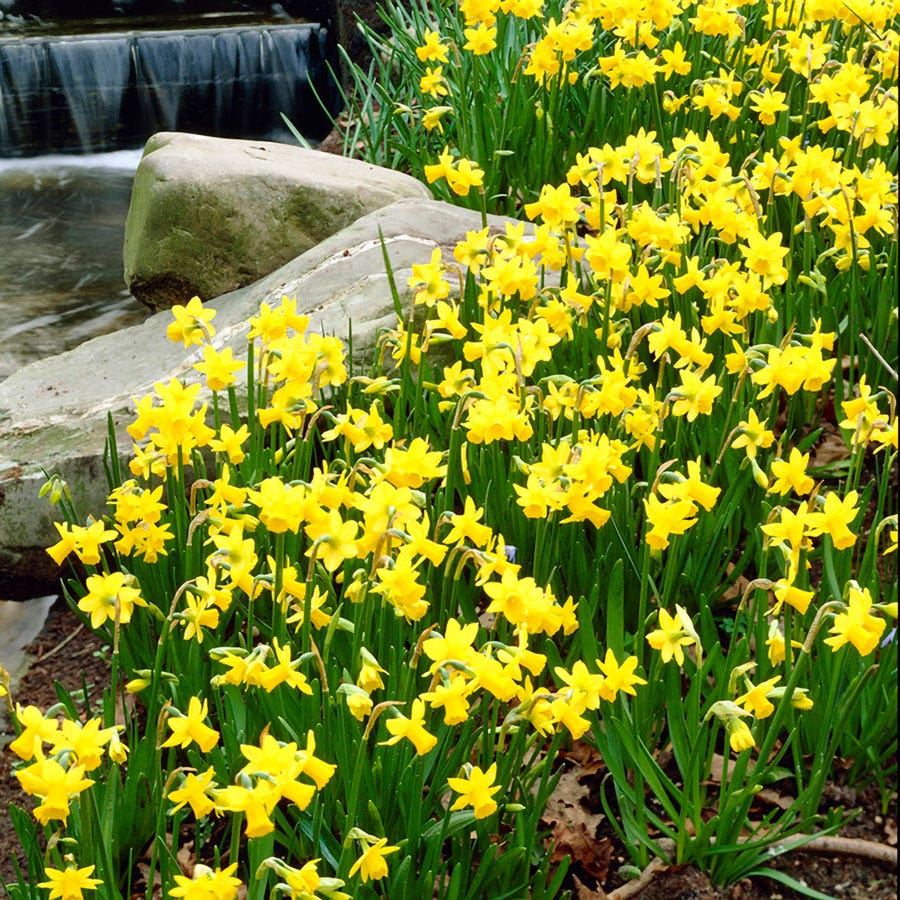 Narcissus Tete A Tete Daffodil Bulbs