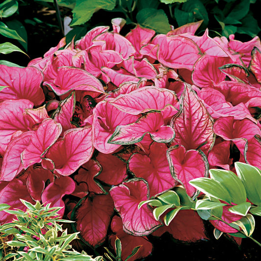 'Sweetheart' Caladium Bulbs
