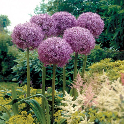 'Globemaster' Ornamental Onion Bulb
