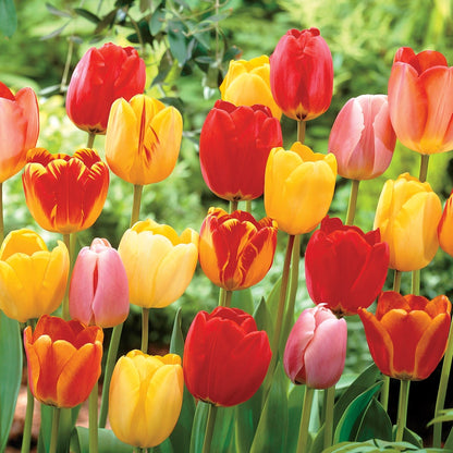 Darwin Hybrid Mix Tulip Bulbs