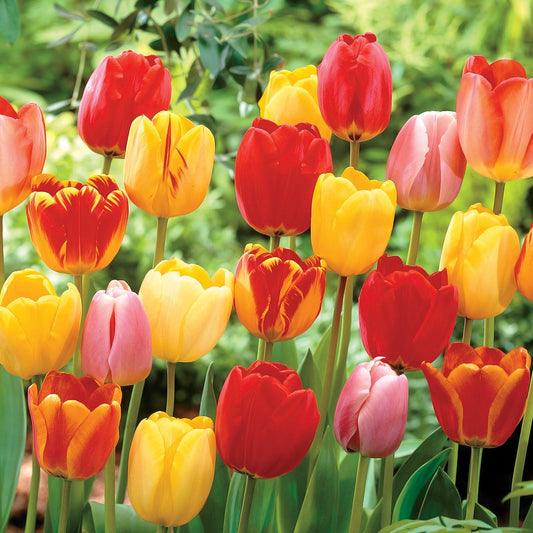 Darwin Hybrid Mix Tulip Bulbs