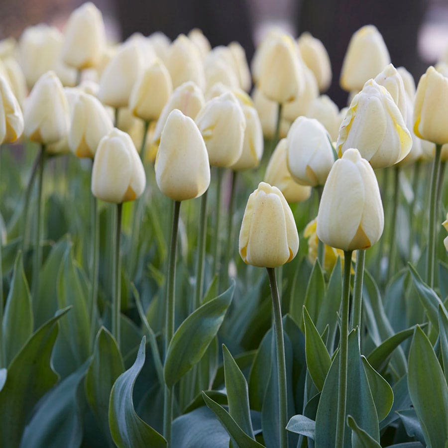 Tulipa Ivory Floradale Tulip Bulbs