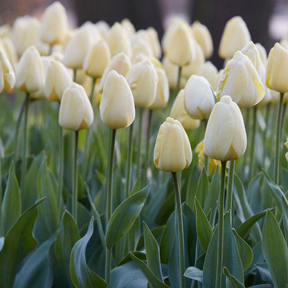 Tulipa Ivory Floradale Tulip Bulbs