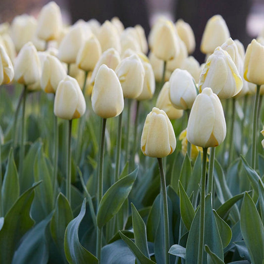 Tulipa Ivory Floradale Tulip Bulbs