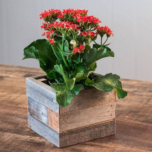 Red Kalanchoe in Reclaimed Wood