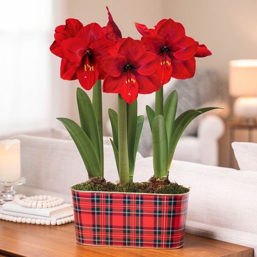 Classic Plaid Triple Red Lion Amaryllis