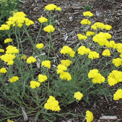 Little Moonshine Yarrow