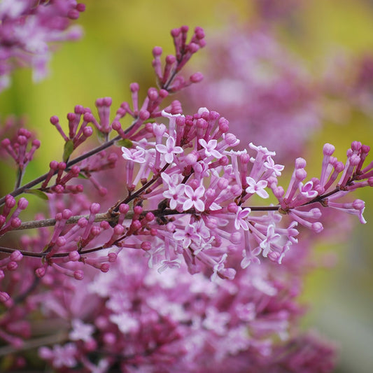 Colby's Wishing Star Lilac