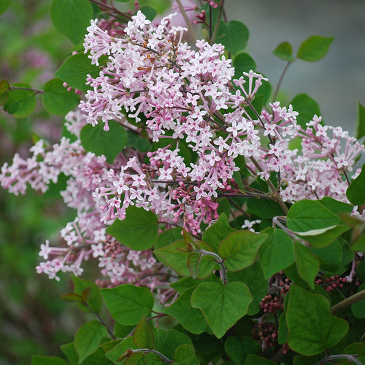 Josee Lilac