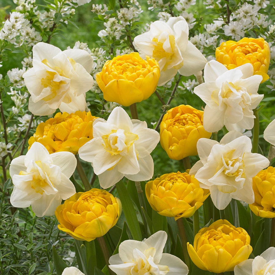 Tulip Daffodil Moon & Stars Bulb Mix