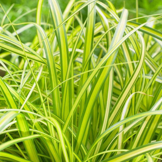 Carex EverColor® 'Eversheen' Japanese sedge