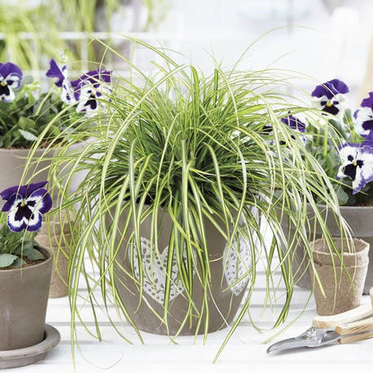 Carex EverColor® 'Eversheen' Japanese sedge