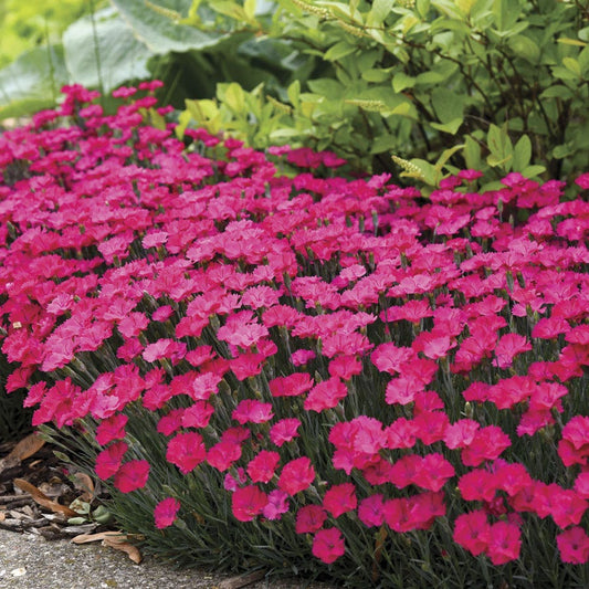 Dianthus 'Paint the Town Magenta'