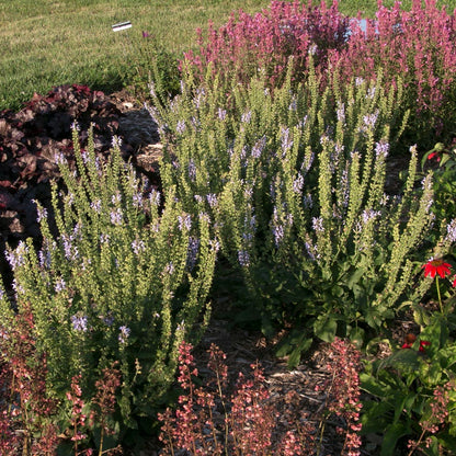 Salvia 'Crystal Blue'