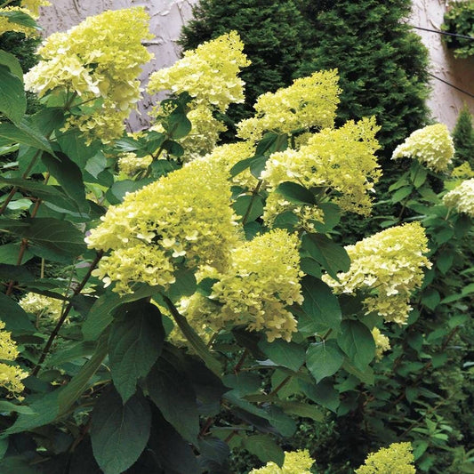 Hydrangea 'Limelight' Panicle Hydrangea